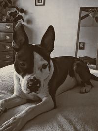 Portrait of dog lying on carpet at home