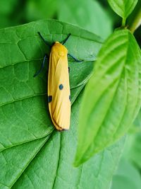 Close-up of butterfly on leaf