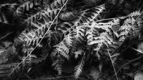 Full frame shot of leaves