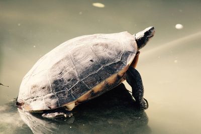 Close-up of turtle in water