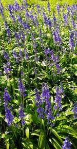 Close-up of purple flowers