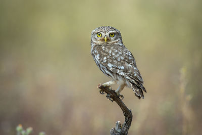 little owl