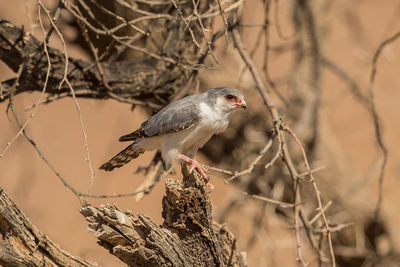 Bird perching on branch