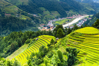 High angle view of agricultural field