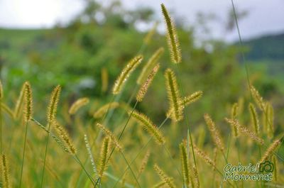 focus on foreground