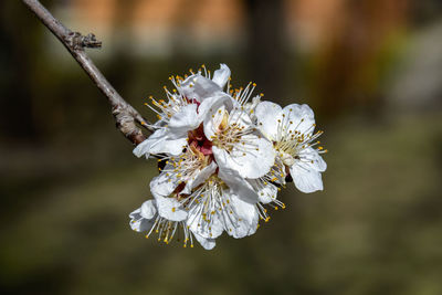 Close-up of white cherry blossom