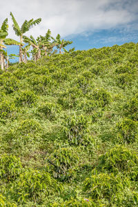 Plants growing on field against sky