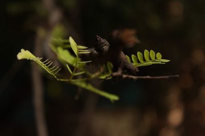 Close-up of green flower