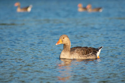 Duck swimming in lake