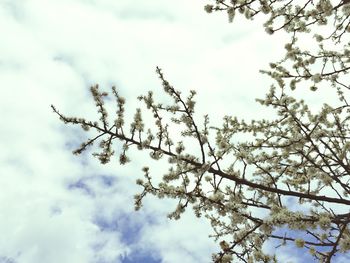 Low angle view of cherry blossom tree