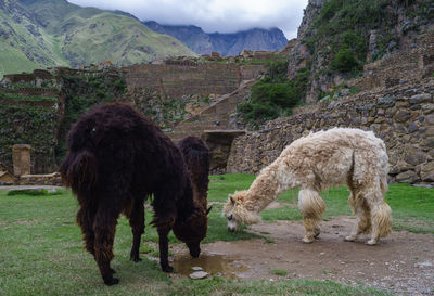 Llamas grazing at pisac inca ruins