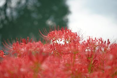 Close-up of red flowering plant