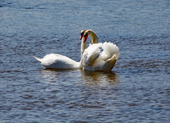 Swans swimming in lake