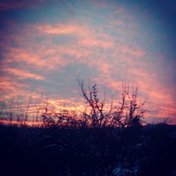 Silhouette of bare trees at sunset