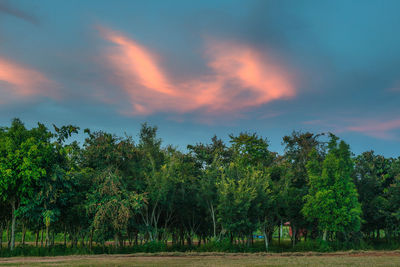 Trees on field against sky during sunset