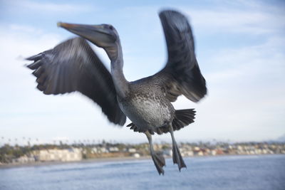 Close-up of pelican flying against sky