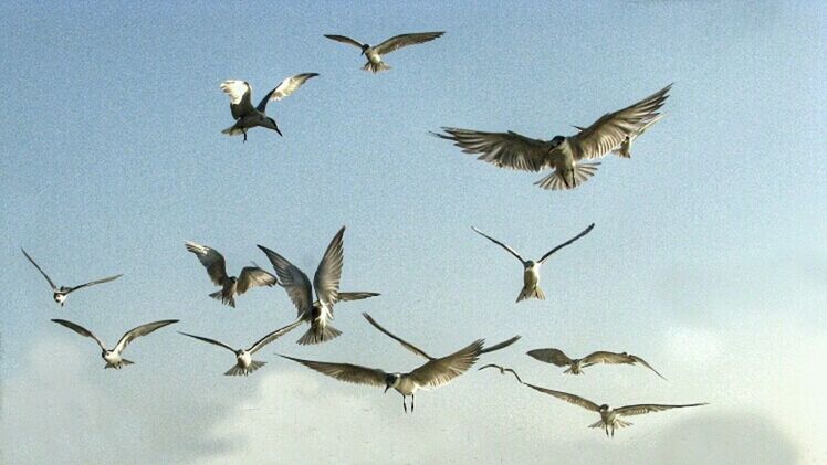 bird, flying, animals in the wild, animal themes, spread wings, wildlife, flock of birds, mid-air, low angle view, seagull, sky, freedom, medium group of animals, nature, zoology, togetherness, motion, outdoors, vertebrate