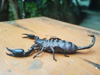 Close-up of insect on table