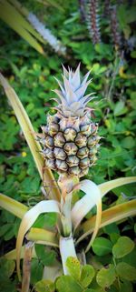 Close-up of flowering plant