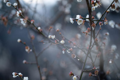 Close-up of cherry blossoms in spring