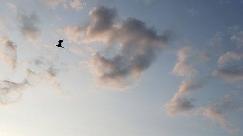 Low angle view of bird flying in sky