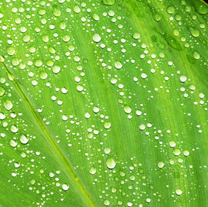 Close-up of wet leaves