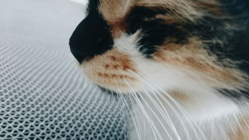Close-up of a cat