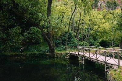 Reflection of trees in pond