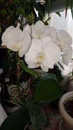 Close-up of white flower pot