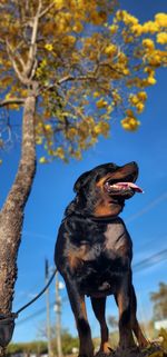 Close-up of dog on tree