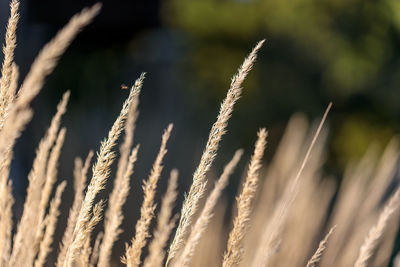 Close-up of wheat growing on field