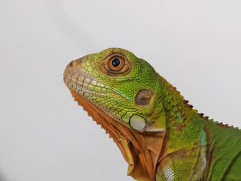 Close-up of iguana against white background
