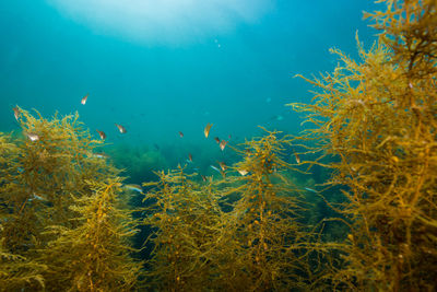 View of fish swimming underwater