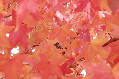 Full frame of red leaves