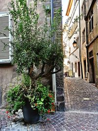 Potted plants on alley amidst buildings in city