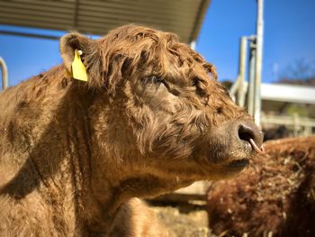 Close-up of a galloway cow