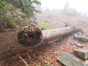 Close-up of rusty pipe