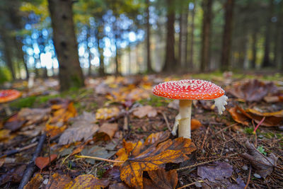 Close-up of fly agaric mushroom in forrest