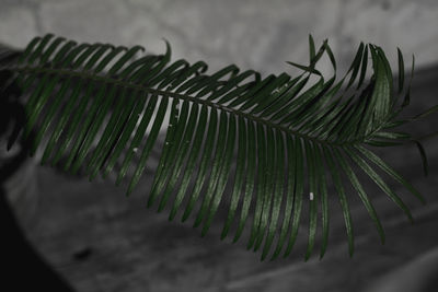 Close-up of palm leaves