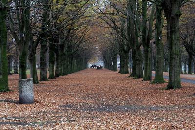 Footpath amidst trees in park during autumn