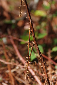 Close-up of plant
