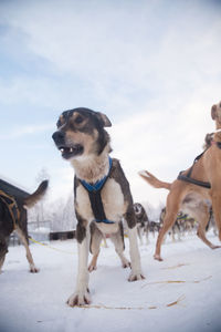 Alaskan husky sled dogs waiting for a sled pulling. dog sport in winter. 