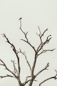 Low angle view of bare tree against clear sky