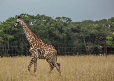 Giraffe in a field