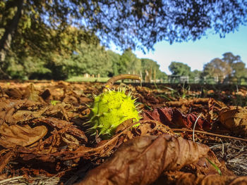 Close-up of dried leaves on field