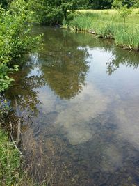 Reflection of trees in water