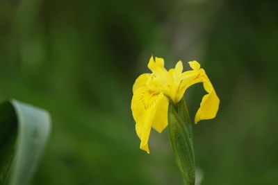 Close-up of yellow flowering plant