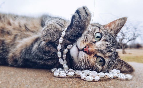 Close-up of a cat resting