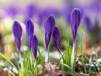 Close-up of purple crocus flowers on field