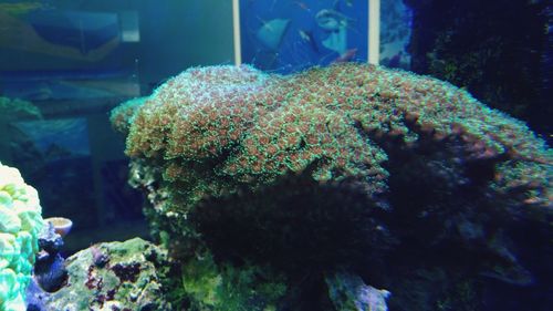 Close-up of fish swimming in aquarium